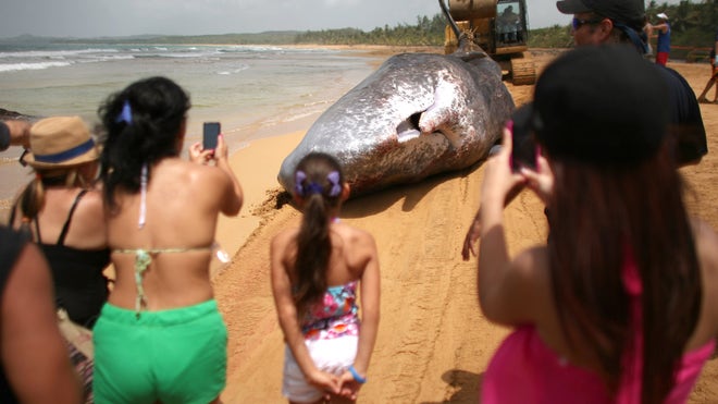 PR Sperm Whale 2.jpg